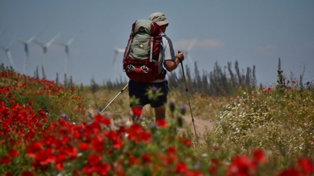 flores caminho - NowaVentura