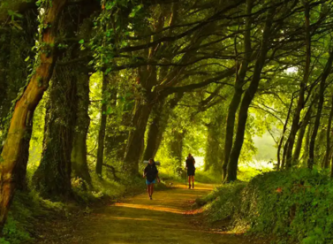 caminho-cenario-floresta